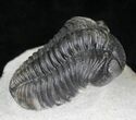 Arched Phacops Trilobite - Great Eyes #20649-6